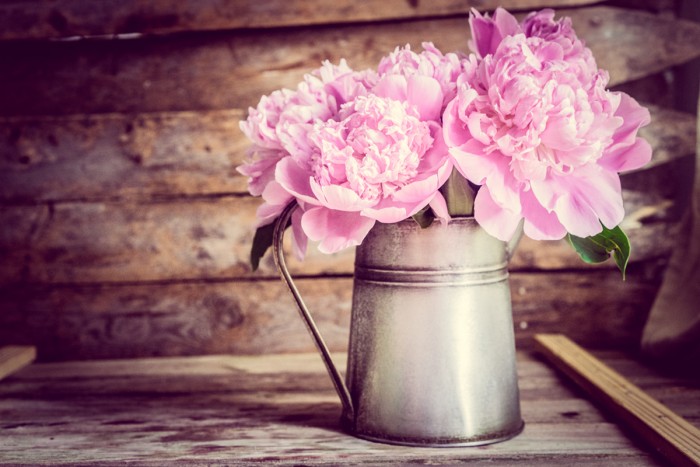 Pastel Pink Peonies