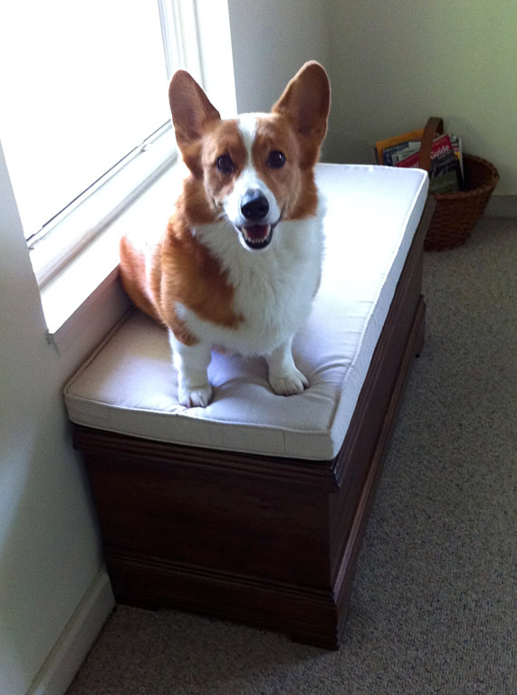 Window sill cushion for sales dogs