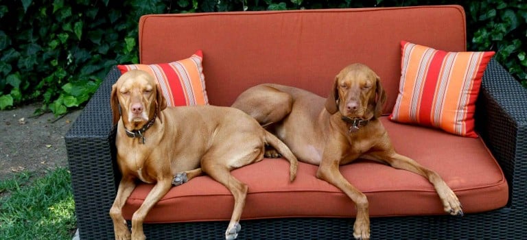 Outdoor Cushions for Pets