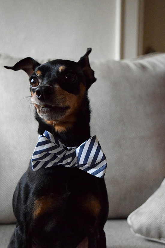 Dog Bowtie Collar