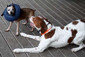 Inflatable Dog Collar