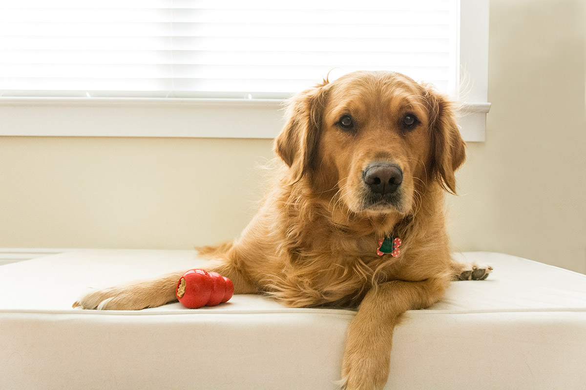 Kong Classic Dog Toy