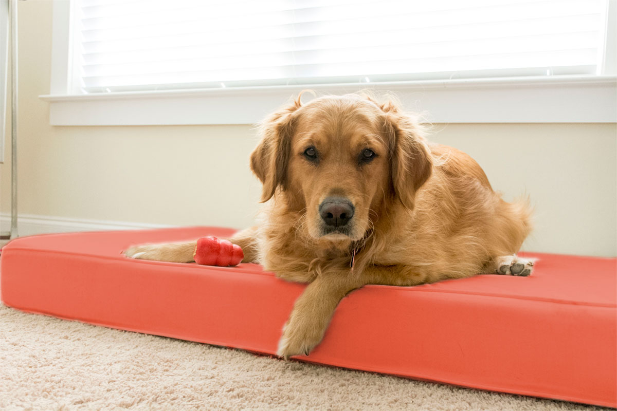 Dog Bed