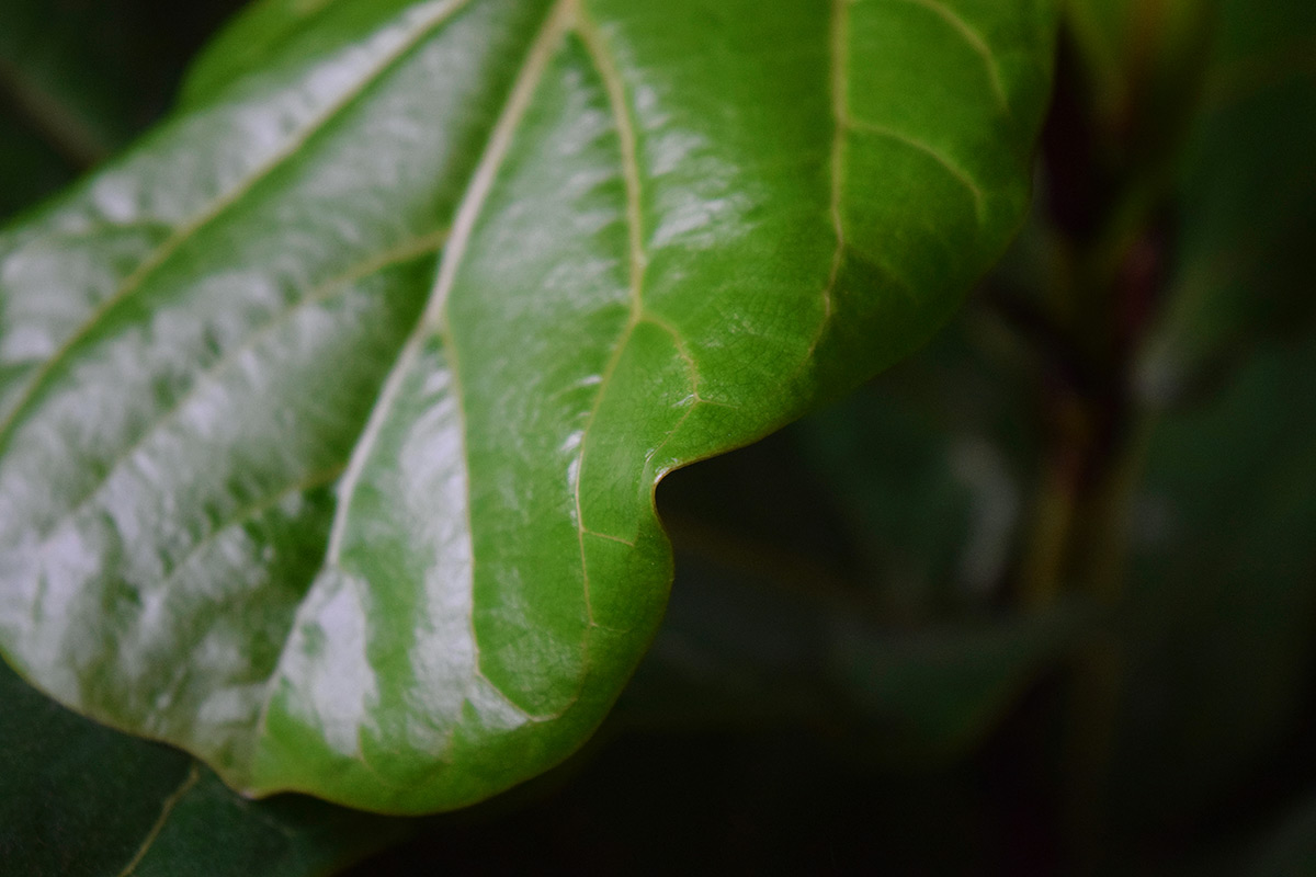 Fiddle Leaf Fig Tree